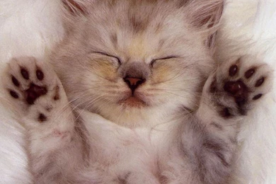 Sleep Cat Wallpapers