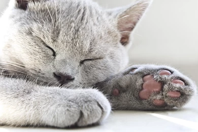 SLEEPING CAT WALLPAPER   (
