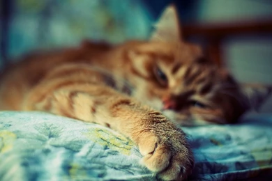 Sleeping Cat Wallpapers