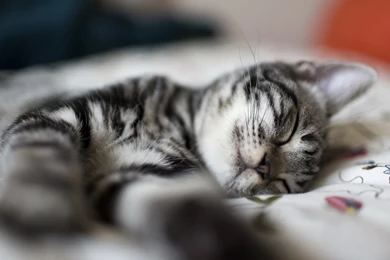 Fantastic Sleeping Cat Wallpapers