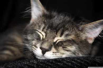 Cat Sleeping HD Desktop Wallpapers : High Definition : Fullscreen ...