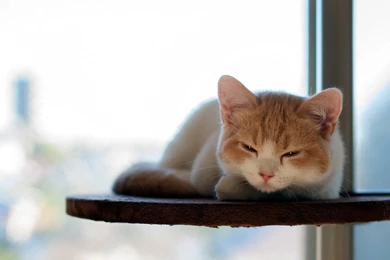 Sleepy Cat Wallpapers   ImgMob