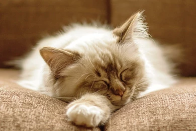 1920x1200 Fluffy Cat Sleeping Wallpapers