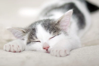 Cute Cat Sleeping Wallpapers 1080p With HD Wallpapers   Kemecer.com