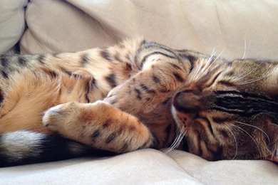 Cute Sleeping Cat Wallpapers