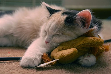 Sleeping Cat Pictures   Widescreen HD Wallpapers