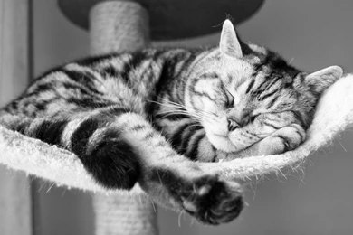 Cute Sleeping Cat