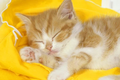 Wallpapers Yellow, Cat, Kitten, Sleeping Kitten.