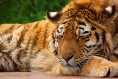 Download Wallpapers 1920x1080 Tiger, Face, Sleeping, Lying, Big Cat ...