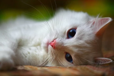 Cute Cat Sleeping Wallpapers For Laptops 7110   Amazing Wallpaperz