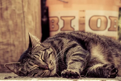 Sleeping Tabby Cat Lies Paws Wallpapers