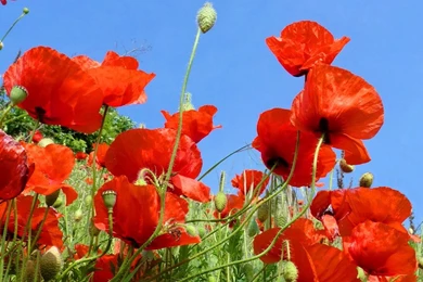 Poppy Flower Wallpapers In Red Pink Yellow
