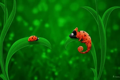 Chameleon Vs Ladybird Windows 8 Wallpapers Wallpapers X