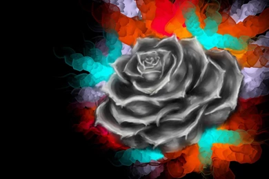 Amazing Ink Rose Exquisite Desktop Backgrounds Widescreen And HD ...