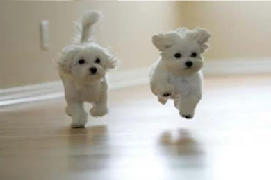 Cute Dogs Wallpapers With Quotes