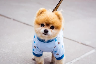 Best Friends, Dog Desktop Images, Animal Background Images, Pets ...