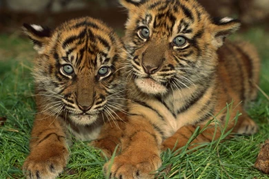 Cute Baby Animals Wallpapers   HD Wallpapers And Pictures