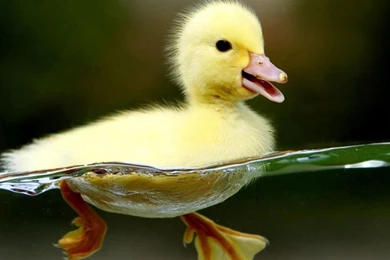 Cute Baby Images Of Animals Download