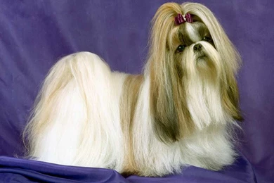 Cute Long Hair Dog Animal Hd Wallpapers For Desktop And Laptop ...