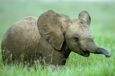 Cute Baby Wild Animals Wallpapers Hd Images 3 Hd Wallpapers ...