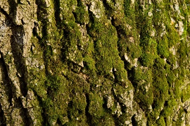 Tree Bark Collection (39+)