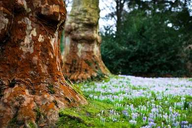 Tree Bark Wallpapers