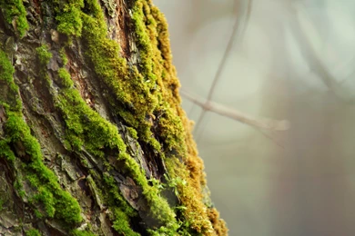 Tree Bark Wallpapers