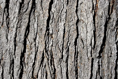Old Tree Bark Texture Free Ipad Iphone Hd Wallpapers Free