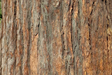 Photography   Page 38