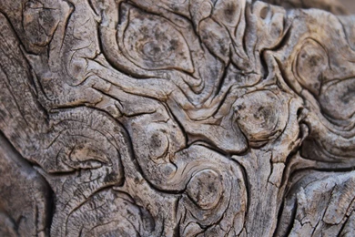 Tree Bark Collection (39+)