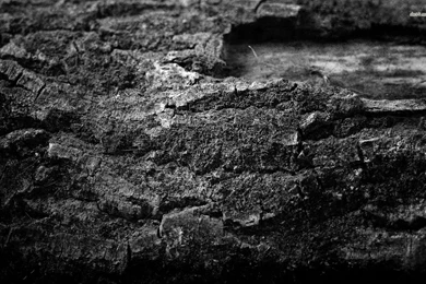 1920x1200 Wallpapers Bark With Moss Wallpaper Backgrounds