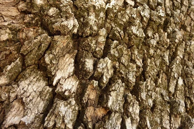 Tree Bark Wallpapers