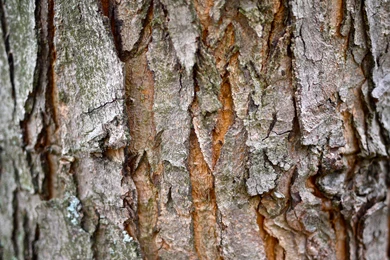 Tree Bark   ImgMob