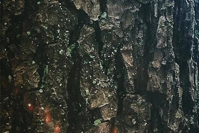 Tree Bark iPhone 5 Wallpapers (640x1136)