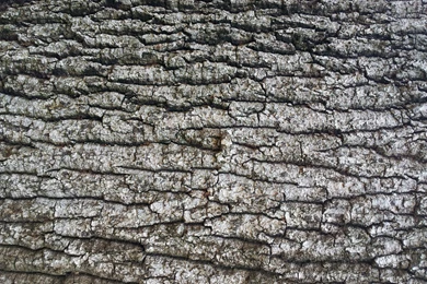 Old Tree Bark Wallpapers Free Stock Photo Public Domain Pictures