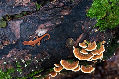 Download Wallpapers 1920x1080 Mushrooms, Moss, Tree, Lizard, Bark ...