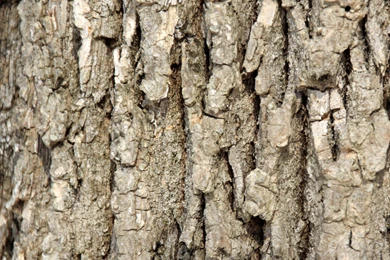 Tree Bark Texture iPad Wallpapers