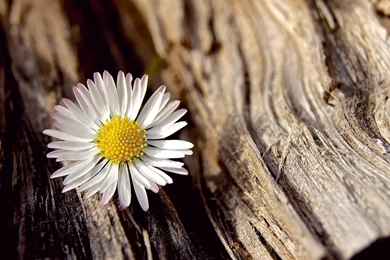 Flower Flower Flower Daisy White Close Up Flower Tree Bark ...
