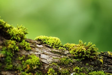 1920x1200 Wallpapers Bark With Moss Wallpaper Backgrounds