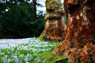 Download Wallpapers 1920x1080 Bark, Tree, Sprouts, Spring, Earth ...