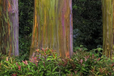 Bark Tree Colorful Tree Bark Nature HD Wallpapers, Desktop ...