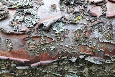 APPLE TREE BARK WALLPAPER (
