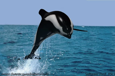 Dolphin Fish   Wallpaper.