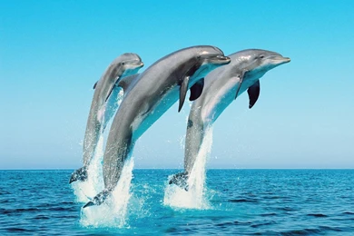 Fishes   Dolphin Fish High Quality Wallpapers And Pictures ...