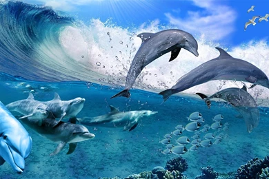 Dolphin Wallpapers – AB Wallpapers