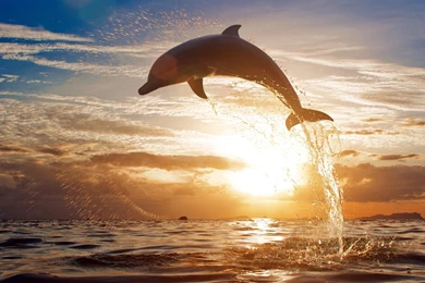 Dolphin Fish Water Splash Wallpapers HD Download Desktop