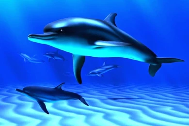 3D Dolphin Fish Widescreen Wallpapers