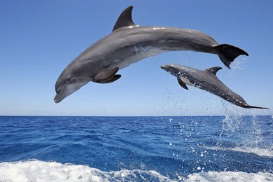 Jumping Dolphins Wallpapers