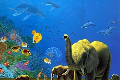 Dolphins Wallpapers – Free Dolphins Desktop Wallpapers