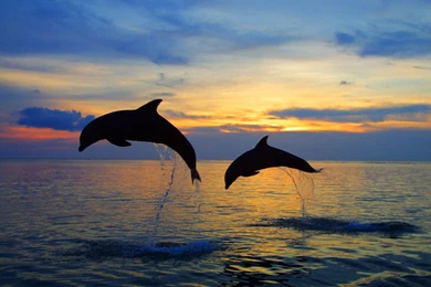 Dolphins Sunset Images Hd